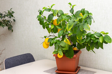 Interior design of dining room with potted decorative lemon tree on the table. Ripe indoor growing yellow citrus fruits. Elegant home decor, template. Home gardening hobby