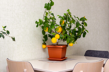 Interior design of dining room with potted decorative lemon tree on the table. Ripe indoor growing...