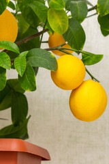 Ripe yellow-orange lemon fruits on the branches with green leaves. Close-up of potted citrus plant of a Volcameriana variety. Indoor citrus tree growing. Elegant home decor