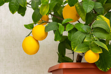 Ripe yellow-orange lemon fruits on the branches with green leaves. Close-up of potted citrus plant of a Volcameriana variety. Indoor citrus tree growing. Elegant home decor