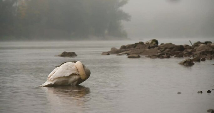 schwan am inn bei passau