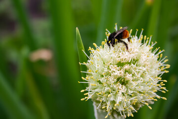 Bumblebee on onion flower