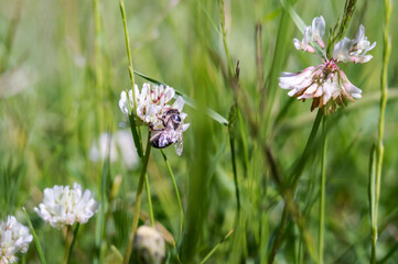 An insect in a flower. White clover. Meadow flower and a bee.