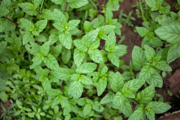 peppermint, mint, mentha, pudina
