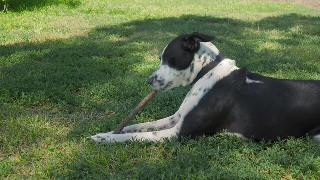 Perro negro con manchas blancas jugando con un palo, perro mordiendo un palo en el parque, perro jugando con una rama al aire libre, perro comi&eacute;ndose un palo en c&eacute;sped 