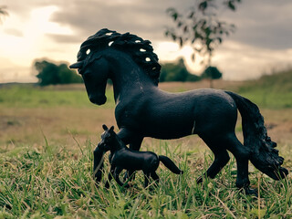 horse in the field © Patrycja