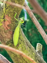 green bug on a branch