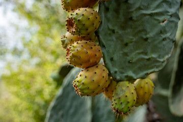 Cactuses