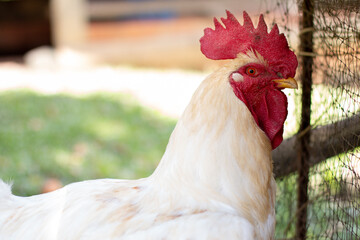 Adult white chicken looking at the camera near its cage.