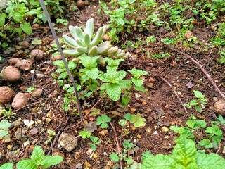 plant in the garden