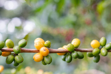 Branch of plant with segments full of coffee beans ripening. Space for writing.