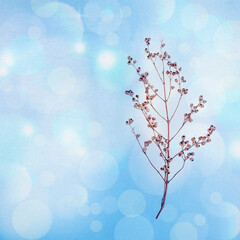 Sparkling snow on branches of bush, frost on plant on sunny winter day. Natural blue white background with bokeh. Macro photography, banner with copy space.
