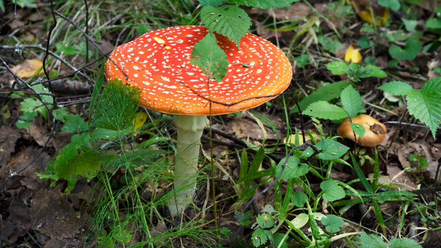 Fly Agaric mushroom in the grass in the forest. Fly amanita mushroom in the nature. Fly Agaric is a very poisonous dengerous fungus.