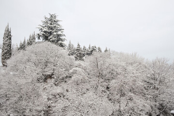 A snow covered trees at winter time