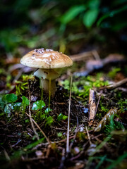 Pilz