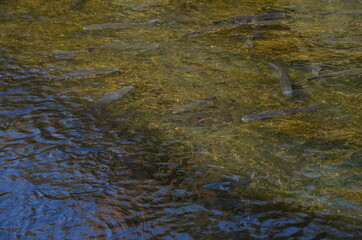 Some photos from the sea and wildlife in Syracuse, ancient city built by Greeks, taken during a summer trip to Sicily.