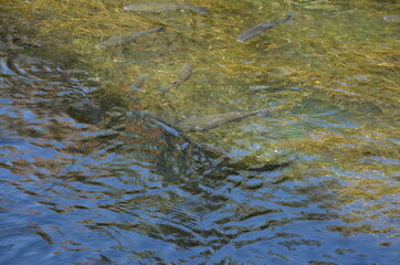 Some photos from the sea and wildlife in Syracuse, ancient city built by Greeks, taken during a summer trip to Sicily.
