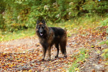 Piękny pies wilczur niemiecki podczas zabawy w lesie. 