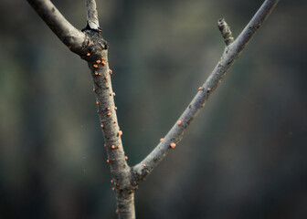 Dotty