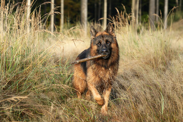 Fototapeta Piękny pies wilczur niemiecki podczas zabawy w lesie.  obraz