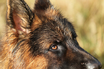 Piękny pies wilczur niemiecki podczas zabawy w lesie.  - obrazy, fototapety, plakaty