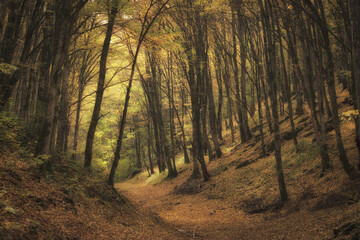 Colorful Landscape autumn forest. Path in the forest.