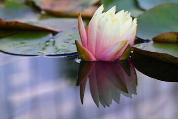 Close up of a white water lily in a calm water pond, with lily pad leaves and space for text