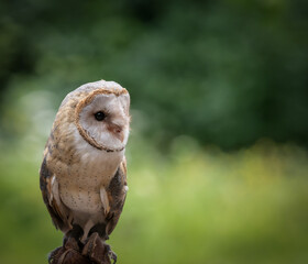 A barn owl closeup in a falcrony in saarland at summer, copy space