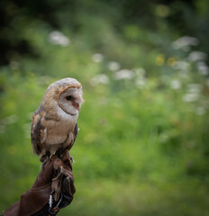 A barn owl closeup in a falcrony in saarland at summer, copy space