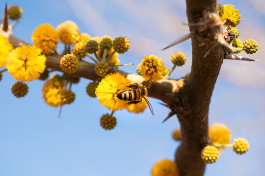 abeja volando y recolectando polen sobre flores amarilla en un día de primavera, fotografia horizontal