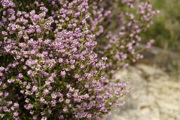 Obraz premium Winter Heath or Spring Heath, Erica carnea brings a haze of color to the late winter and early spring landscape. High quality photo