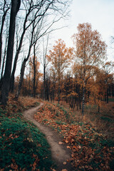 Fototapeta premium path in autumn forest