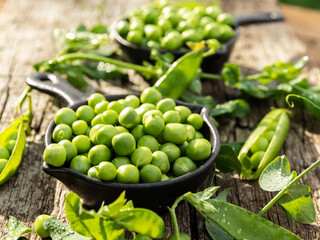 Fresh green peas young in bowl, on wood table, close up, seeds, pods, sprouts.
