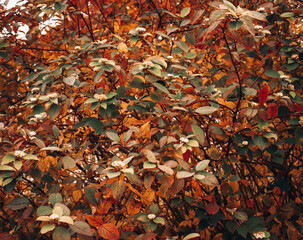 autumn leaves background