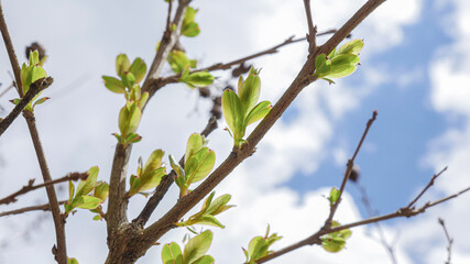Small delicate green leaves growing on tree branch in bright sunny early spring garden with clear blue sky and clouds