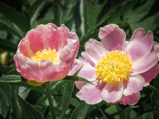 Bright pink peony blossom in sunny spring garden