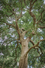 Tall live oak tree branches covered in delicate Spanish moss rises high on Atlantic Ocean coast in small beach town