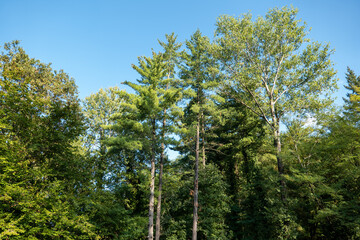 tall trees in the park in early autumn