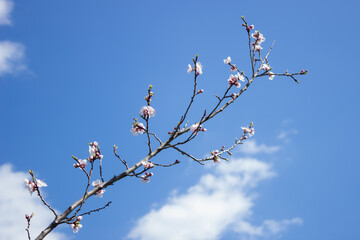 The common apricot (lat. Prunus armeniaca), of the family Rosaceae. Central Russia.