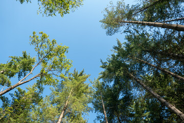 tall trees in the park in early autumn