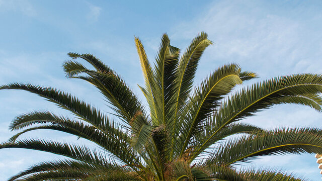 Tall palm tree reaches up to clear blue sky in sunny California beach town on the Pacific Ocean coast
