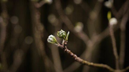 Macro of delicate dogwood tree flower blossom in spring garden at sunset sunrise