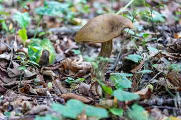 small mushroom in autumn foliage in the park