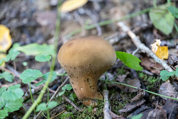 small mushroom in autumn foliage in the park