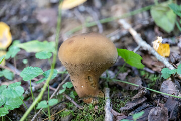 small mushroom in autumn foliage in the park