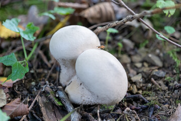 small mushroom in autumn foliage in the park