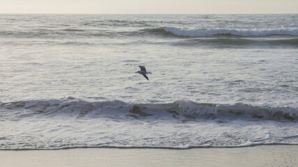 Seagull flies thru bright clear blue sky over sandy beach as waves roll in on Pacific Baja California coast