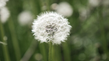 Macro delicate white fluffy dandelion wildflower in dreamy spring forest garden