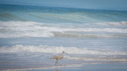 Seagull hunts for food on sandy beach as waves roll in on Pacific Baja California coast