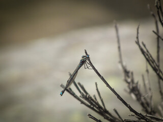 Small dragonfly insect sits on branch of bush on mountain rock boulder in New Zealand